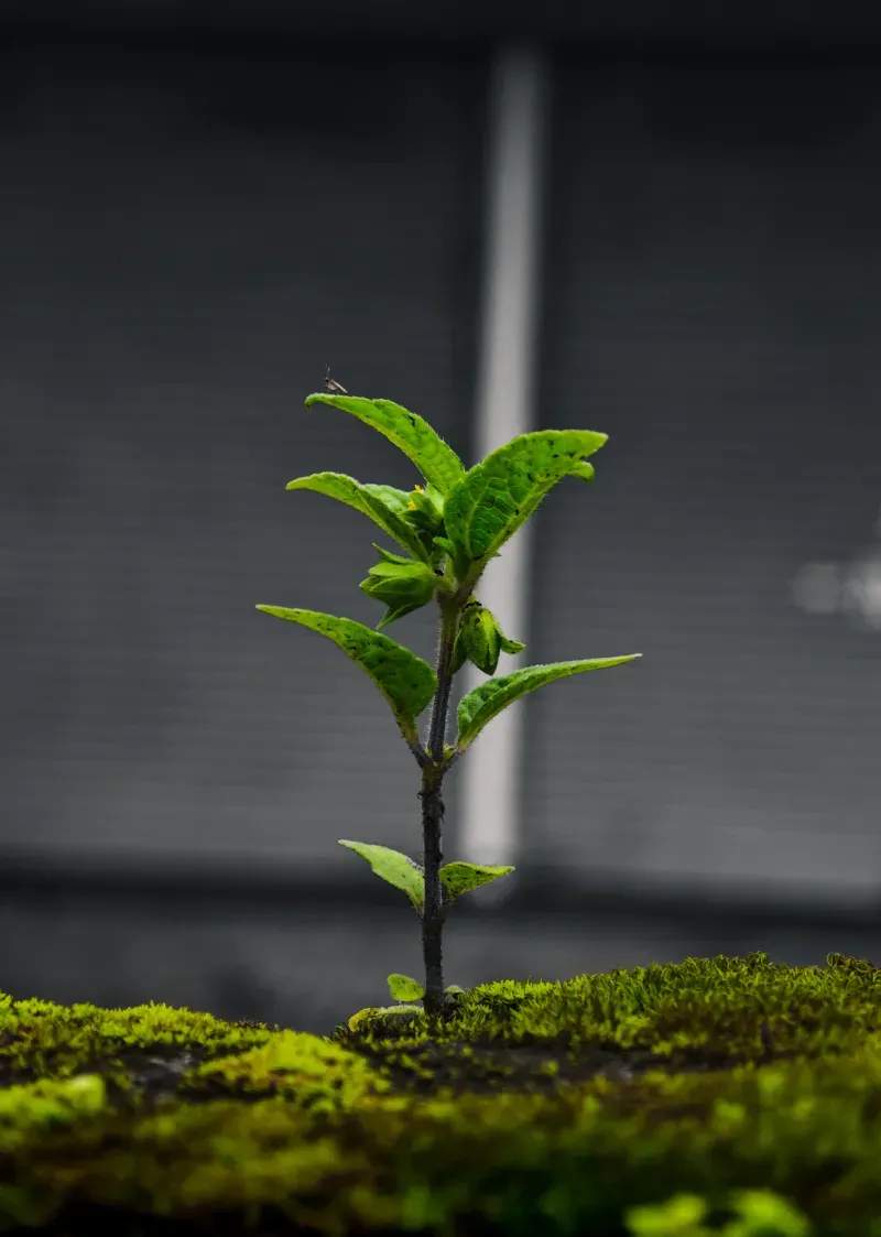 EcoImpulso Crecimiento Sostenible 13